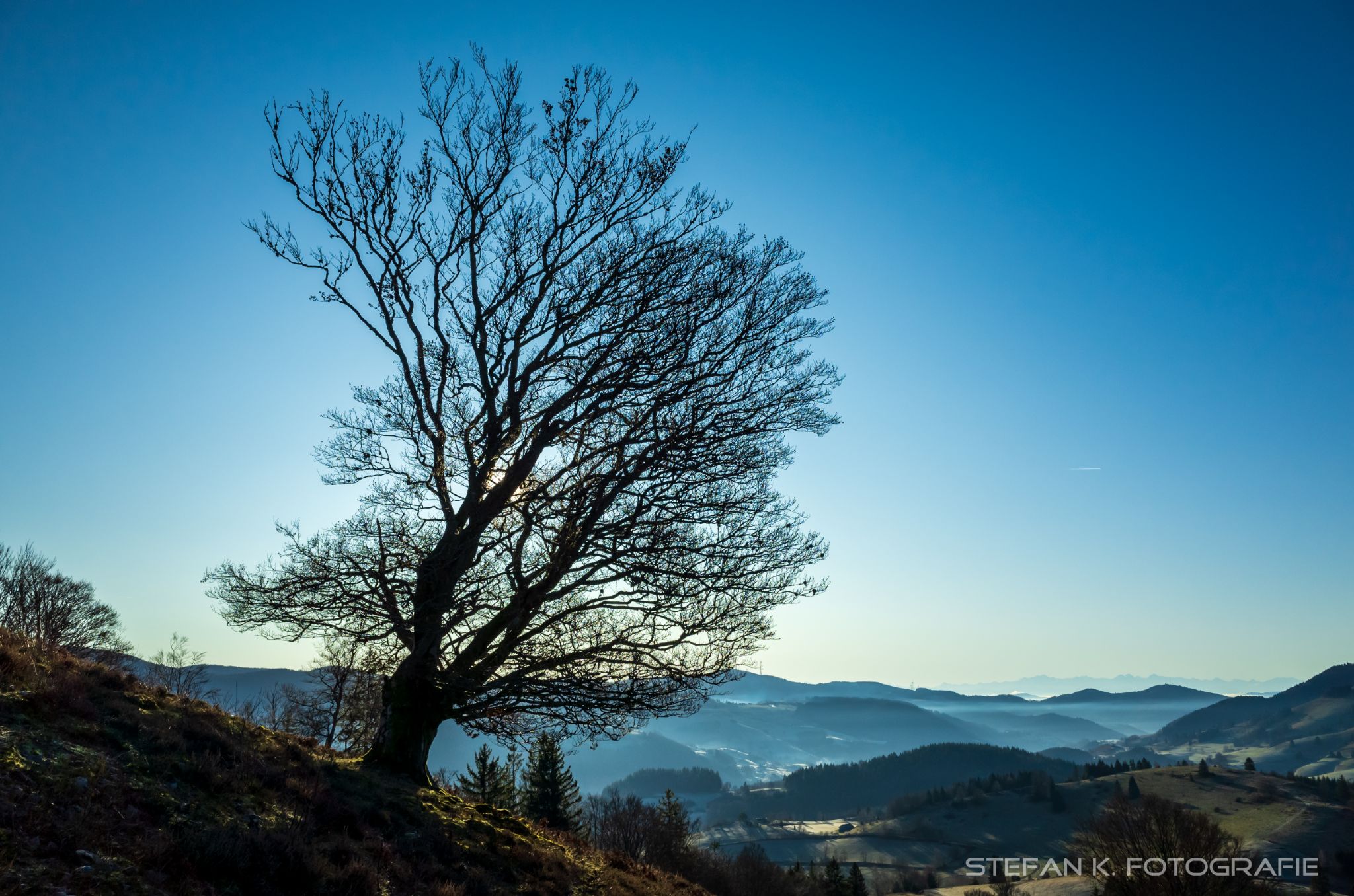Weidebuche mit Blick zum Wiesental
